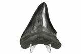 Fossil Megalodon Tooth - South Carolina #170553-2